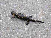 09 salamandra pezzata